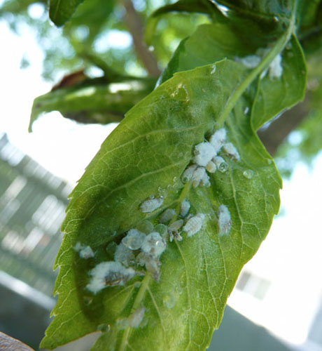 leafcurl ash aphid